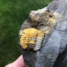 Ellipsocephalus vetustus